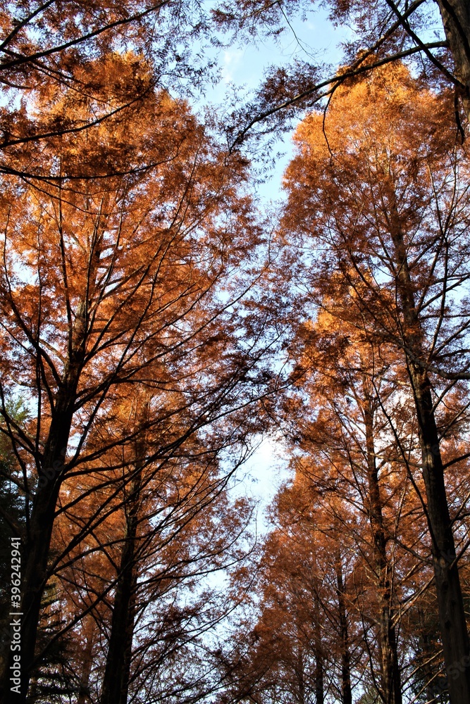 Metasequoia Branches in Brown in Autumn Metasequoia Branches in Brown in Autumn
