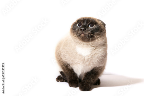 furry cat on an isolated background © Jula Isaeva 