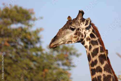 Giraffe und Gelbschnabel-Madenhacker / Giraffe and Yellow-billed oxpecker / Giraffa Camelopardalis et Buphagus africanus