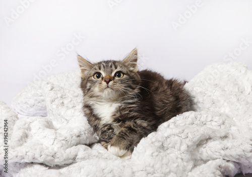 cute kitten on a white blanket