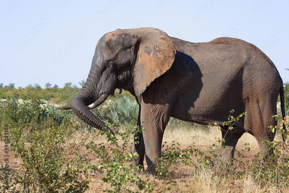 Fototapeta premium Afrikanischer Elefant / African elephant / Loxodonta africana