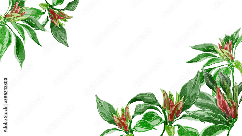 Naklejka premium 唐辛子の水彩手描き背景フレーム