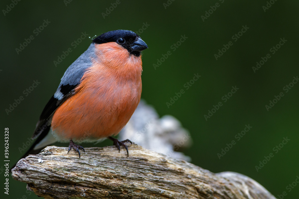 Fototapeta premium Dompfaff (Pyrrhula pyrrhula) Männchen