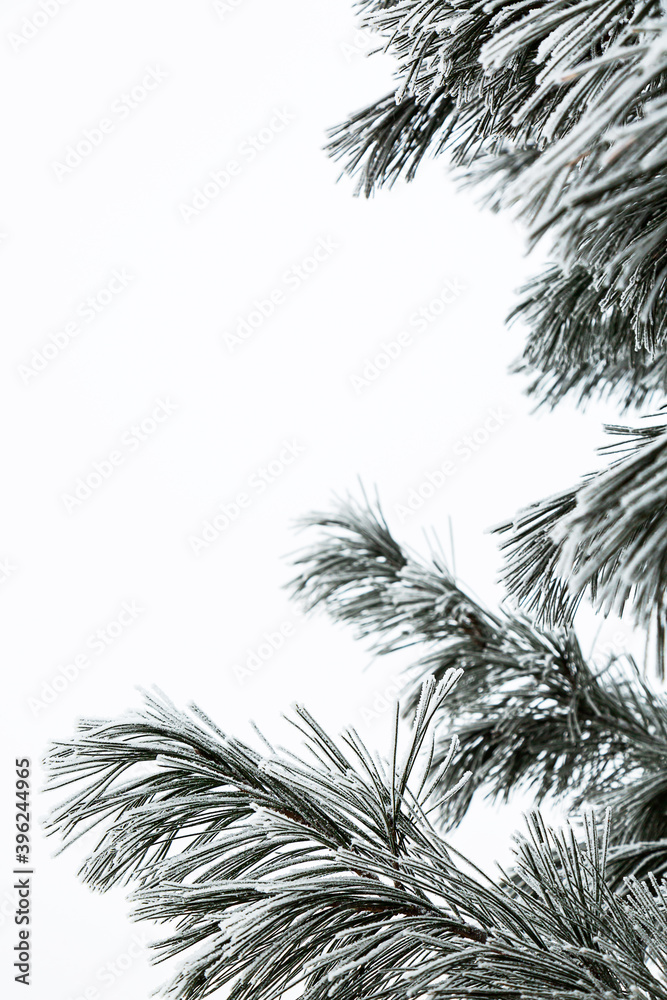 Minimalistic winter background. Snow-covered branch of a coniferous evergreen tree against a background of snow. Copy space. Selective focus. Minimalistic winter background. Snow-covered branch of a coniferous evergreen tree against a background of snow. Copy space. Selective focus.