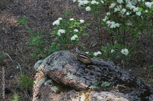 chipmunk in the forest on the rocks