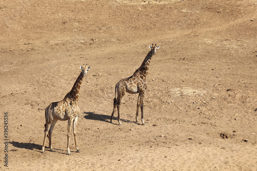 Photography Giraffe / Giraffe / Giraffa Camelopardalis