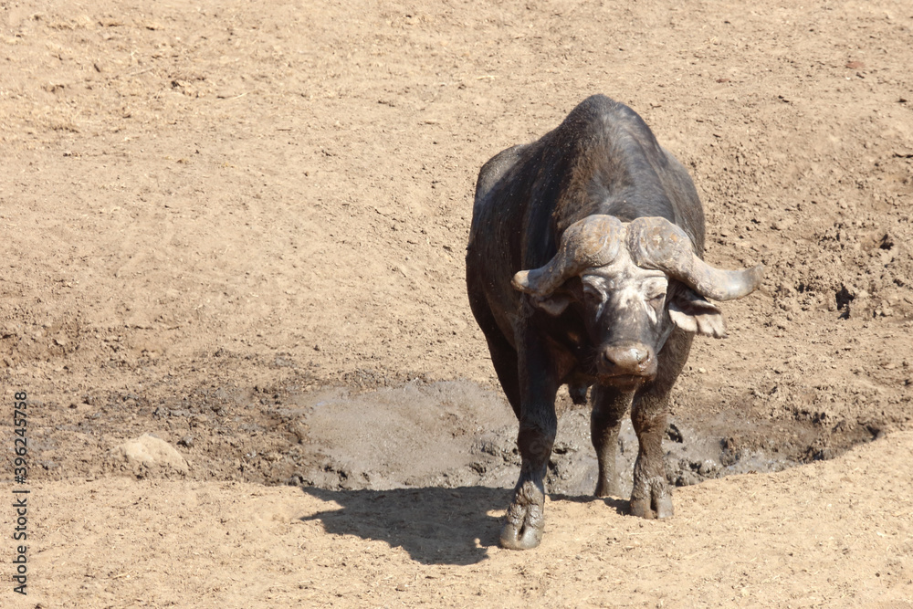 Kaffernbüffel / Buffalo / Syncerus caffer Kaffernbüffel / Buffalo / Syncerus caffer