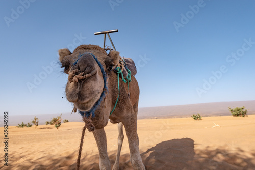 Camel in Sahara, Morocco
