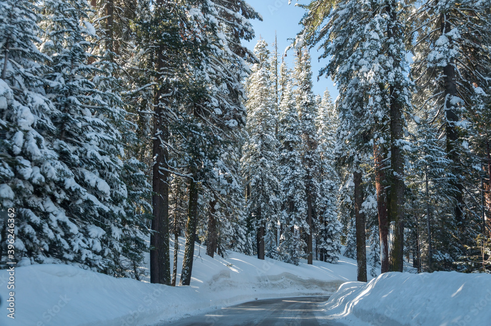 Fototapeta premium Winter forest in Sequoia National Park