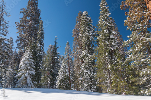 Winter forest in Sequoia National Park