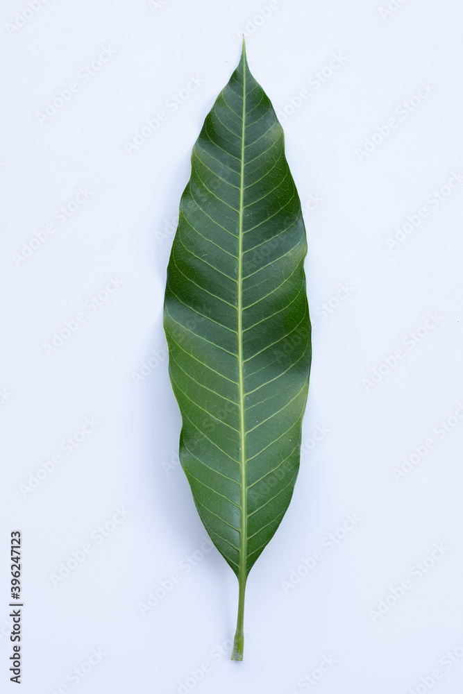 Obraz premium Top view of mango leaf on white background.