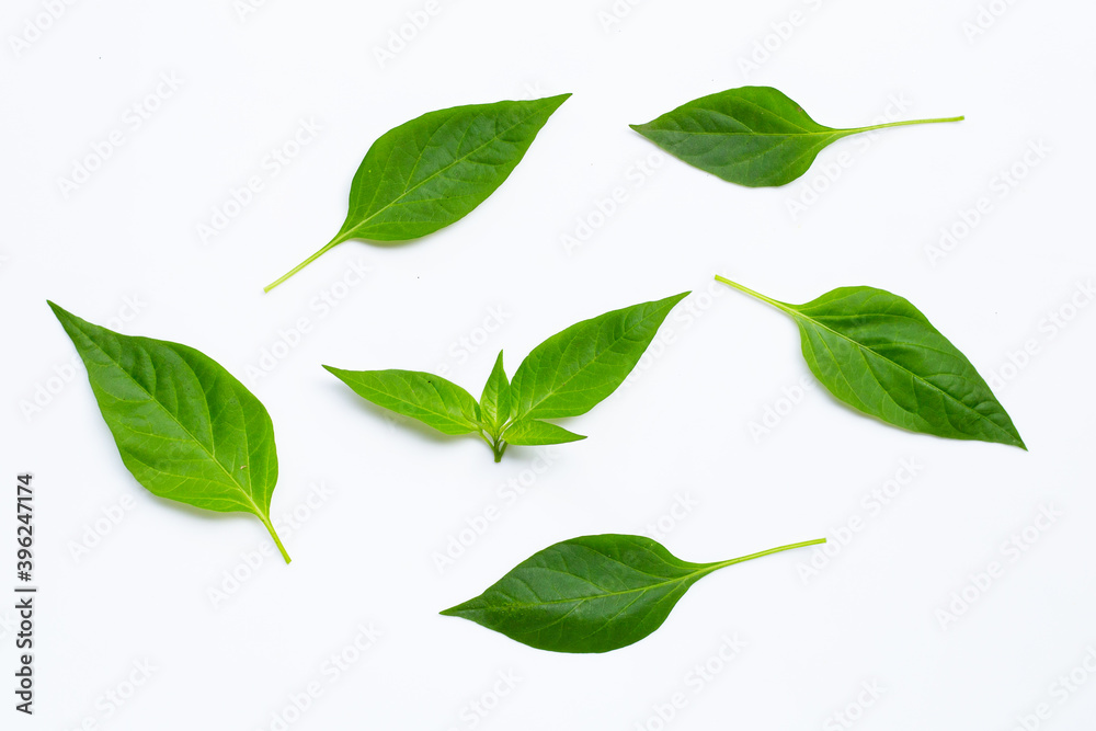 Green leaves of chili peppers on white background.