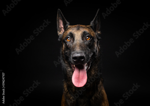 Portrait of a Belgian shepherd dog on an isolated black background.