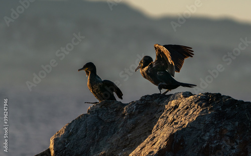 cormorant on the rocks