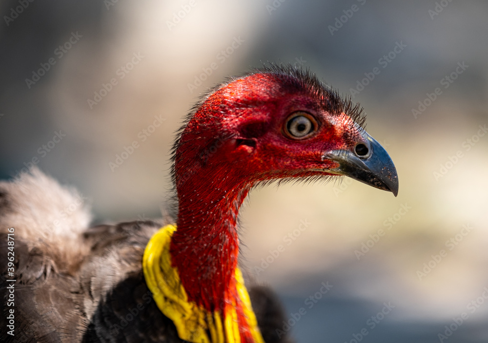Bush Turkey Bush Turkey