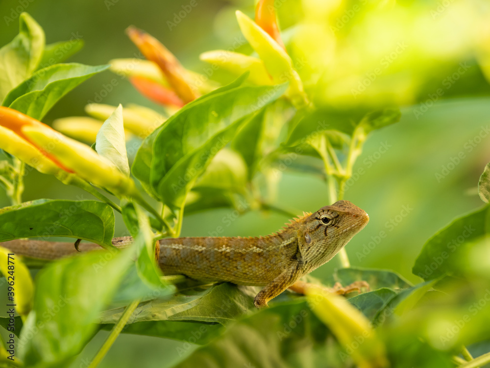 A chameleon perched on a chili tree in the morning A chameleon perched on a chili tree in the morning