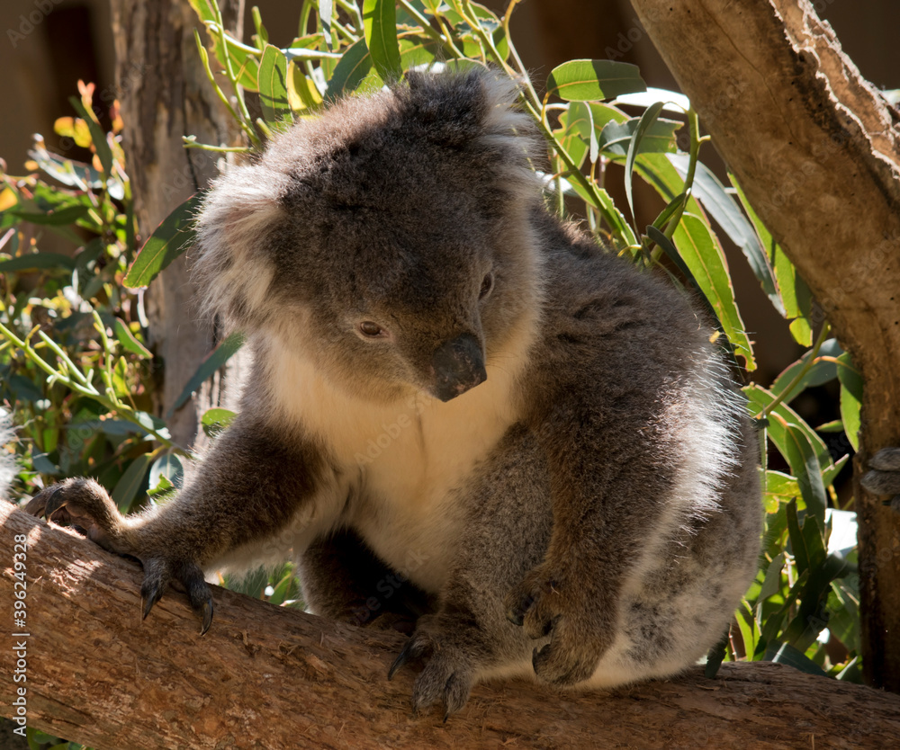 Obraz premium the koala is climbing on the tree