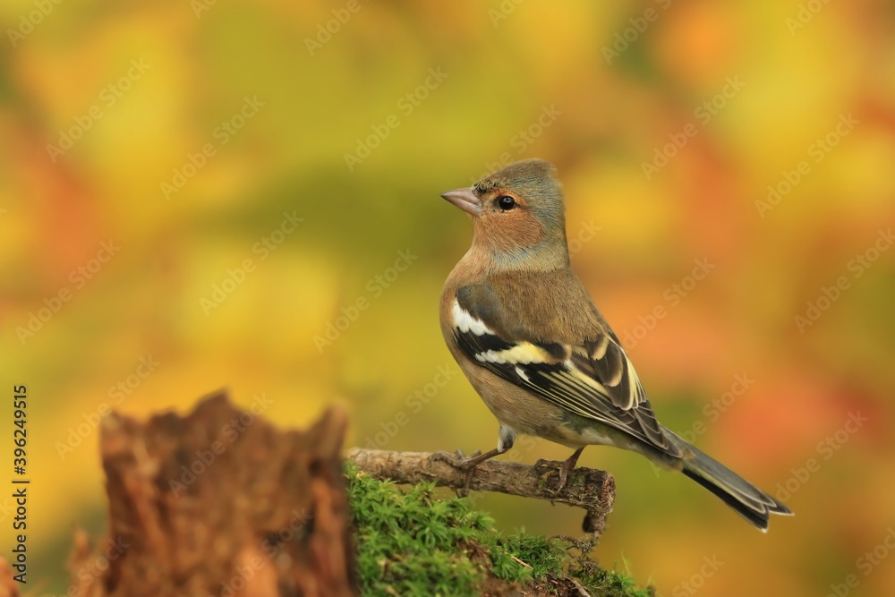 Obraz premium Chaffinch, Fringilla coelebs, songbird sitting on the stump. little bird in nature forest habitat. clear orange background. Wildlife scene from nature.