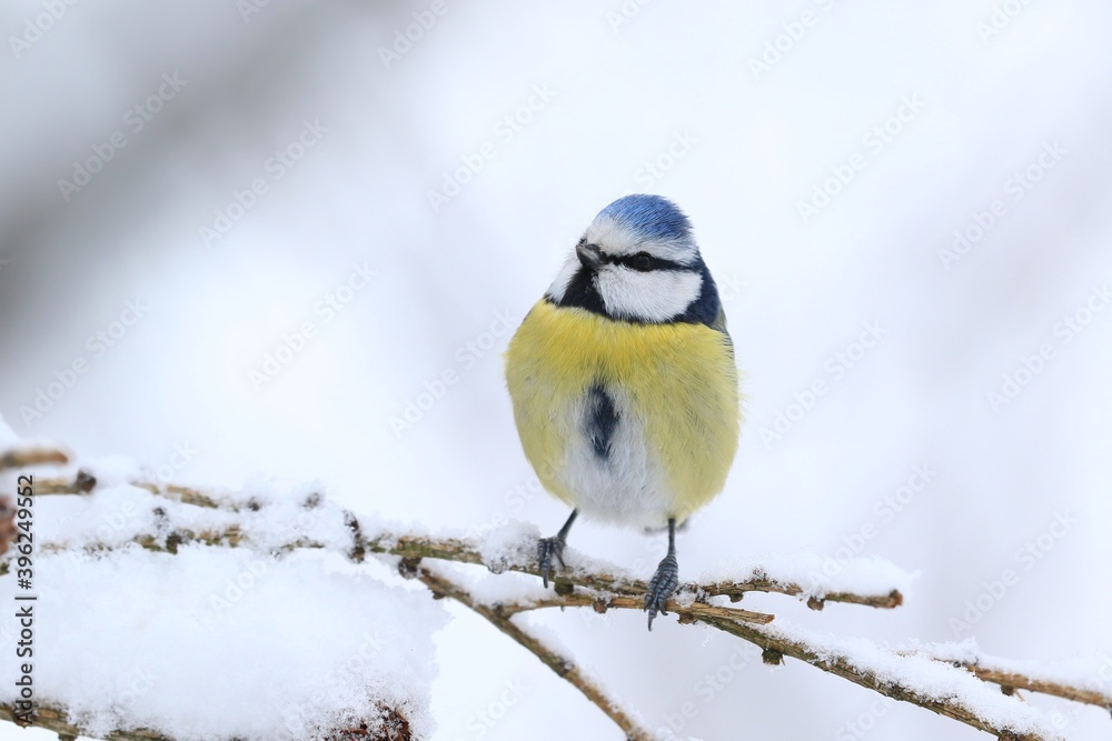 Obraz premium cute eurasian blue tit sitting on the branch. Parus caeruleus. Winter wildlife scene from nature. Bird in the nature habitat. Cyanistes caeruleus