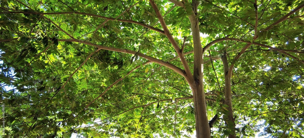 Fototapeta premium Cherry tree with lush green leaves