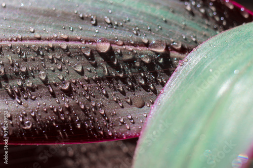 Plant leaves with dew in trendy colors close-up. Green-pink leaves photo