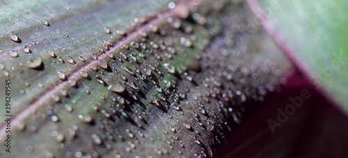 Cordilina plant leaves with dew in trendy colors close-up. Green and pink leaves for banner background photo