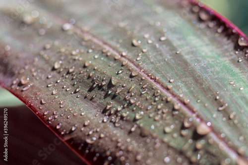 Plant leaves with dew in trendy colors close-up. Green-pink leaves photo