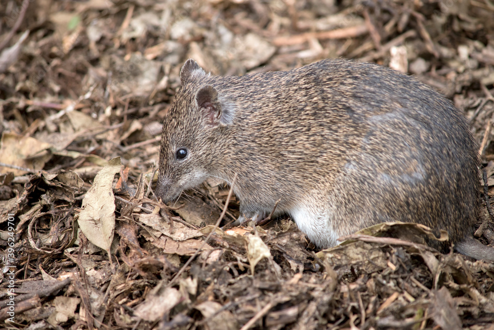 the southern brown bandicoot is a small marsupial the southern brown bandicoot is a small marsupial