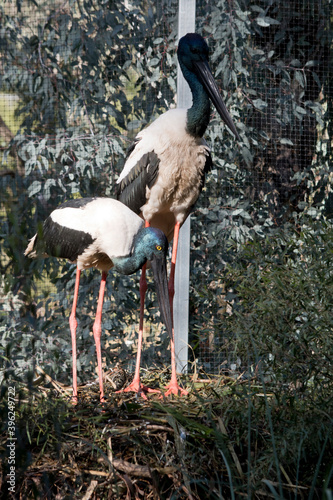 the black necked storks are fixing their nest photo