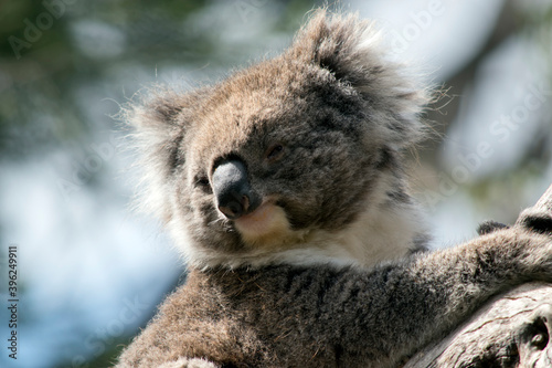Fototapeta Naklejka Na Ścianę i Meble -  this is a close up of a koala in a tree