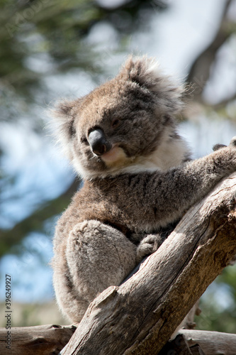 Photography the koala is climbing up the tree