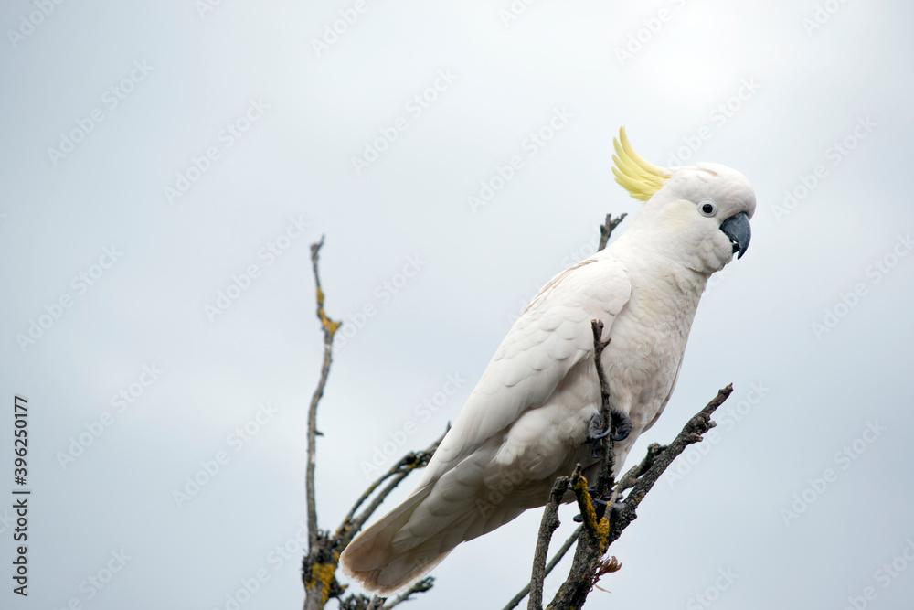 the sulphur crested is perched on top of a tree the sulphur crested is perched on top of a tree