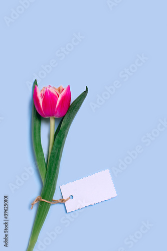 Fototapeta Naklejka Na Ścianę i Meble -  Holiday greeting card. One tulip with a textured piece of paper with a place for congratulations.