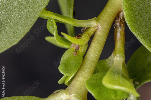 Brown Citrus Aphids eating a Common Purslane plant photo