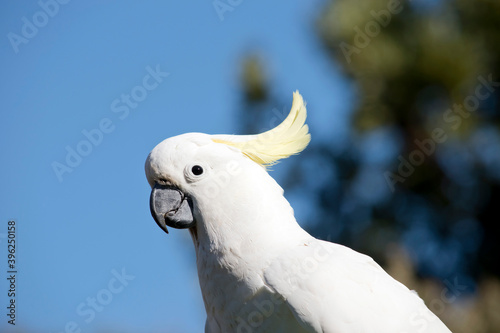 this is a close up of a Sulphur crested cockatoo