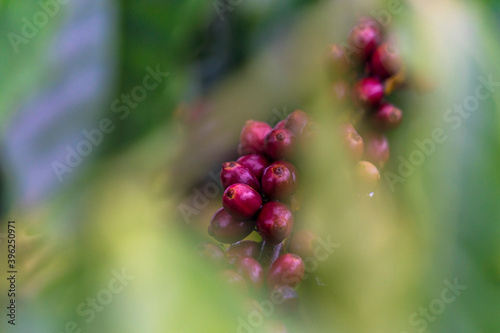 Coffee beans ripening, fresh coffee, red berry branch, industry agriculture on tree in Central Highland of Vietnam. Vietnamese coffee. Selective focus.