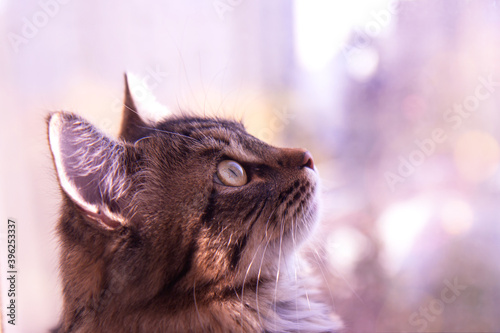 Cute gray fluffy cat by the window. Pets, purebred cats, nature protection. Blurred violet background outside the window
