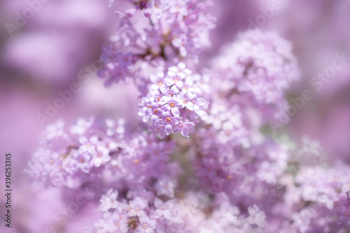 delicate pink lilac flowers on a blurry soft background