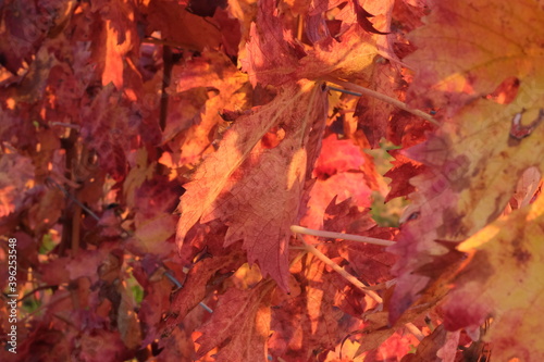 File di vite in una collina in autunno con foglie rosse. Vite per vino