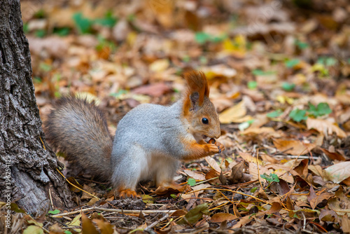 A red squirrel or Sciurus vulgaris also called Eurasian red sguirrel in autumn park forest. Autumn squirrel portrait.