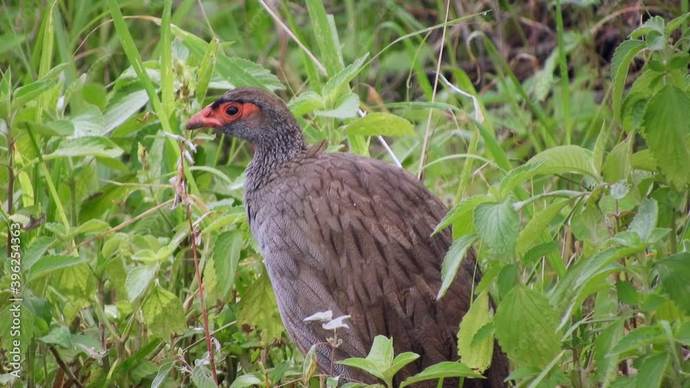 Wild Red-Necked Spurfowl Bird in The Meadow in Africa. Francolin (Pternistis afer), is a gamebird in the pheasant family Phasianidae. Hunt single solo alone wild real wildlife floor nature natural 4K. Wild Red-Necked Spurfowl Bird in The Meadow in Africa. Francolin (Pternistis afer), is a gamebird in the pheasant family Phasianidae. Hunt single solo alone wild real wildlife floor nature natural 4K.