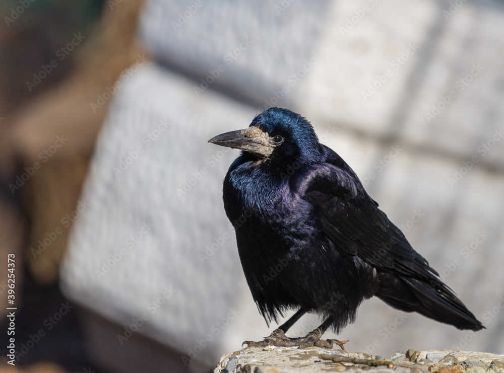 Fototapeta premium Black Carrion Crow or Corvus corone bird in city