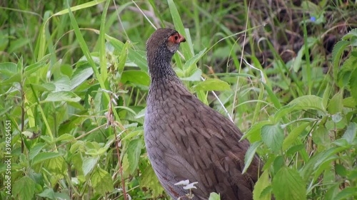 Wallpaper Mural Wild Red-Necked Spurfowl Bird in The Meadow in Africa. Francolin (Pternistis afer), is a gamebird in the pheasant family Phasianidae. Hunt single solo alone wild real wildlife floor nature natural 4K. Torontodigital.ca