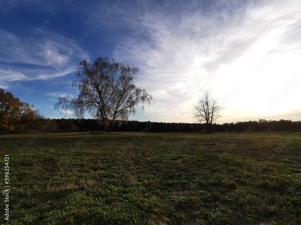 Fototapeta premium Landschaft mit Weide