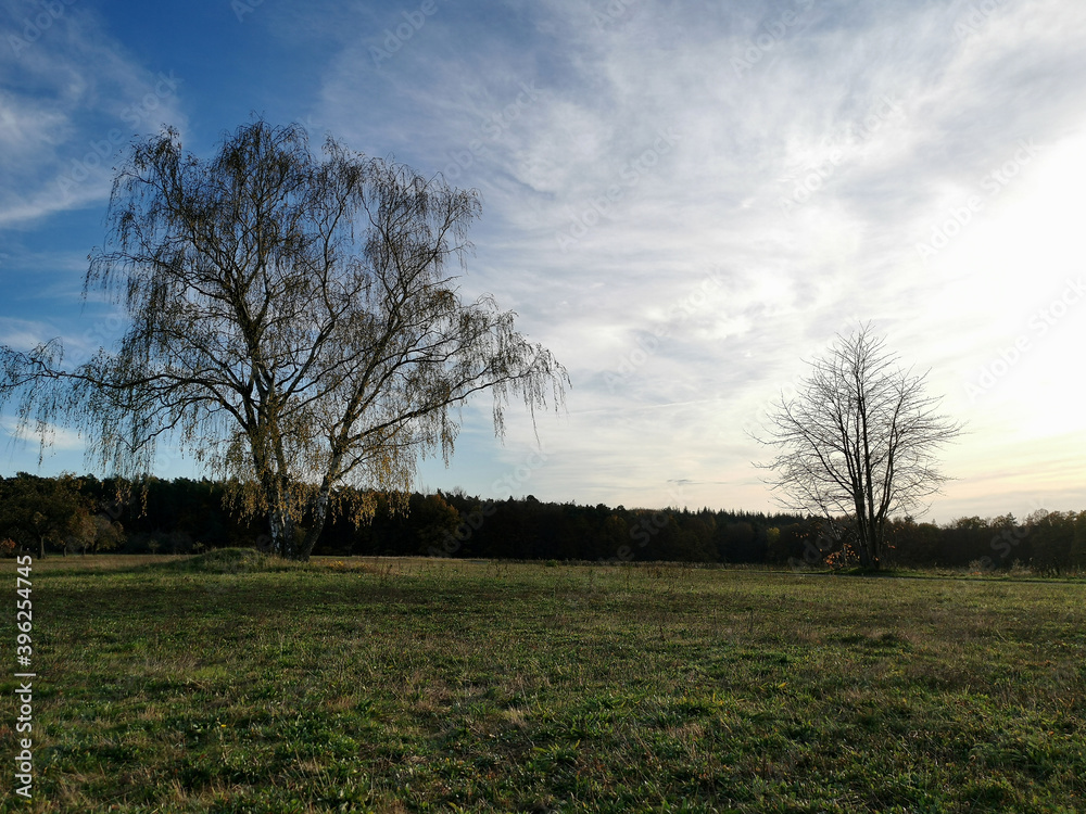 Eine menschenleere Landschaft mit Birkenweide und schönem Wolkenbild Eine menschenleere Landschaft mit Birkenweide und schönem Wolkenbild