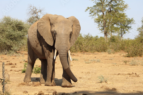 Afrikanischer Elefant   African elephant   Loxodonta africana