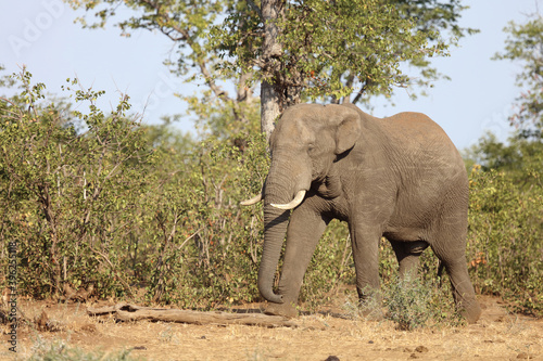 Afrikanischer Elefant   African elephant   Loxodonta africana