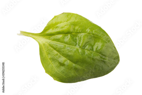 One plantain leaf isolated on white background. Stacking photos photo