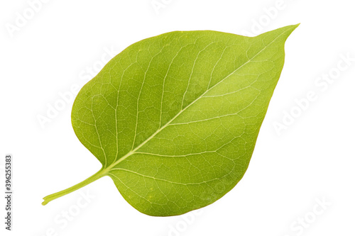 Green lilac leaf isolated on white background
