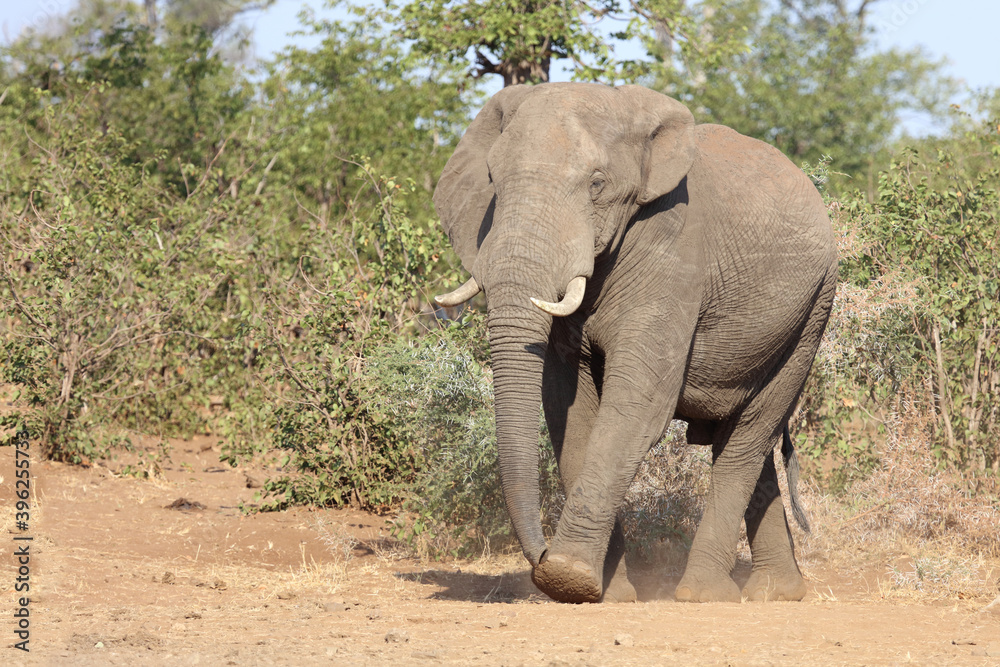 Obraz premium Afrikanischer Elefant / African elephant / Loxodonta africana